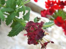 Image related to Verbena-Botrytis Blight