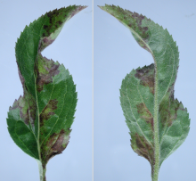 Top and bottom of a leaf