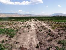 Image related to Verticillium Wilt in the Pacific Northwest