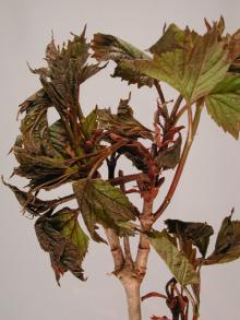 Image related to Viburnum-Bacterial Blight