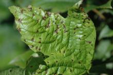 Image related to Viburnum-Bacterial Blight