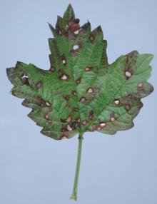 Image related to Viburnum-Leaf Spots