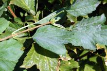 Image related to Viburnum-Powdery Mildew