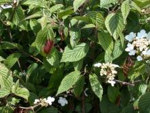 Image related to Viburnum-Ramorum Leaf Blight and Shoot Dieback