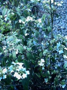 Image related to Viburnum-Ramorum Leaf Blight and Shoot Dieback