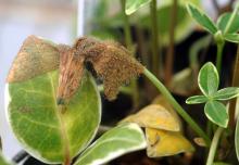 decree 50 wdg Vinca  Botrytis Pacific spp. (Periwinkle) Blight