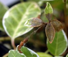 Image related to Vinca spp. (Periwinkle)-Botrytis Blight