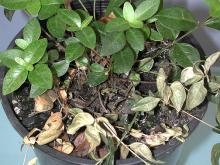 Image related to Vinca spp. (Periwinkle)-Canker and Dieback