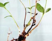 Image related to Vinca spp. (Periwinkle)-Canker and Dieback