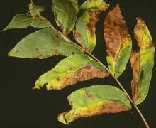 Image related to Walnut (Juglans spp.)-Anthracnose