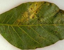 Image related to Walnut (Juglans spp.)-Anthracnose