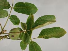 Image related to Walnut (Juglans spp.)-Blight