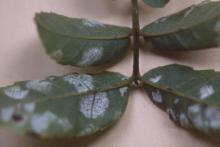 Image related to Walnut (Juglans spp.)-Downy Leaf Spot