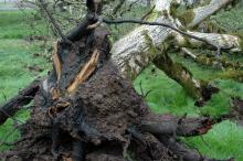 Image related to Walnut (Juglans spp.)-Phytophthora Root Rot