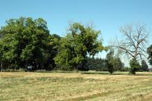 Image related to Walnut (Juglans spp.)-Thousand Cankers Disease (Black Walnut Decline)