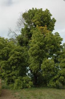 Image related to Walnut (Juglans spp.)-Thousand Cankers Disease (Black Walnut Decline)