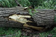 Walnut trunk with missing bark