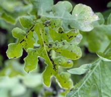 Image related to Watermelon (Citrullus sp.)-Alternaria Leaf Spot