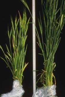 Image related to Wheat (Triticum aestivum)-Barley Yellow Dwarf