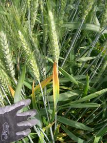 Image related to Wheat (Triticum aestivum)-Barley Yellow Dwarf