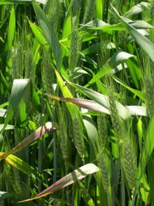 Image related to Wheat (Triticum aestivum)-Barley Yellow Dwarf