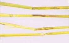 Image related to Wheat (Triticum aestivum)-Cephalosporium Stripe