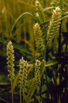 Image related to Wheat (Triticum aestivum)-Common Bunt (Stinking Smut)