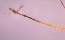 Image related to Wheat (Triticum aestivum)-Common Root Rot