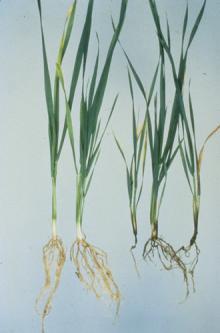 Image related to Wheat (Triticum aestivum)-Crown Rot (Foot Rot, Seedling Blight, Dryland Root Rot)