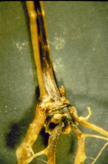 Image related to Wheat (Triticum aestivum)-Crown Rot (Foot Rot, Seedling Blight, Dryland Root Rot)