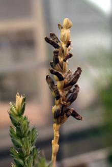 Image related to Wheat (Triticum aestivum)-Ergot