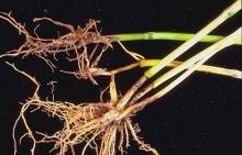 Image related to Wheat (Triticum aestivum)-Eyespot (Foot Rot, Strawbreaker)