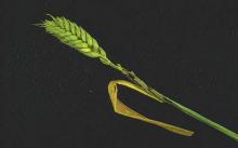 Image related to Wheat (Triticum aestivum)-Flag Smut