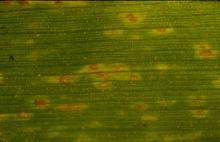 Image related to Wheat (Triticum aestivum)-Leaf Rust (Brown Rust)