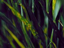 Image related to Wheat (Triticum aestivum)-Physiologic Leaf Spot