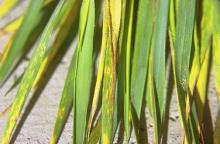 Image related to Wheat (Triticum aestivum)-Powdery Mildew