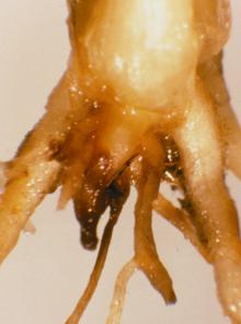 Image related to Wheat (Triticum aestivum)-Rhizoctonia Root Rot (Bare Patch)