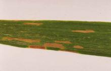 Image related to Wheat (Triticum aestivum)-Septoria Leaf Blotch and Glume Blotch