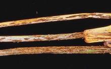 Image related to Wheat (Triticum aestivum)-Stem Rust (Black Rust)