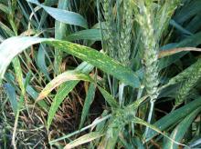 Wheat plants with stripe rust.  Note the long yellow stripes on leaves that are characteristic of this disease. Photo by Cynthia M. Ocamb, 2013.