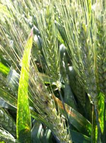 Wheat heads showing symptoms of stripe rust. Photo by Cynthia M. Ocamb, 2013.