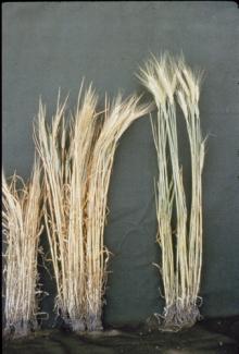 Image related to Wheat (Triticum aestivum)-Take-all