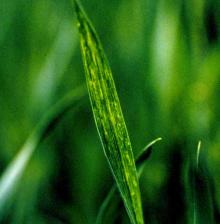 Image related to Wheat (Triticum aestivum)-Wheat Streak Mosaic