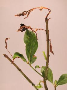 Image related to Willow (Salix spp.)-Bacterial Twig Blight