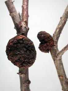 Image related to Willow (Salix spp.)-Crown Gall