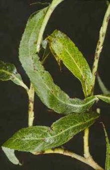 Image related to Willow (Salix spp.)-Marssonina Leaf and Twig Spot