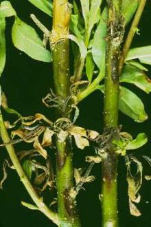 Image related to Willow (Salix spp.)-Twig Blight (Scab)