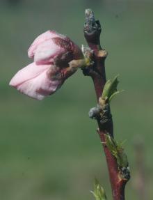 Image related to Winter Injury of Landscape Plants in the Pacific Northwest