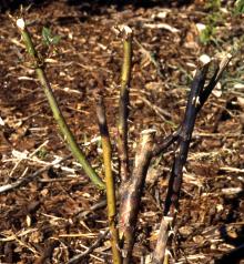 Image related to Winter Injury of Landscape Plants in the Pacific Northwest