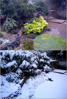 Image related to Winter Injury of Landscape Plants in the Pacific Northwest